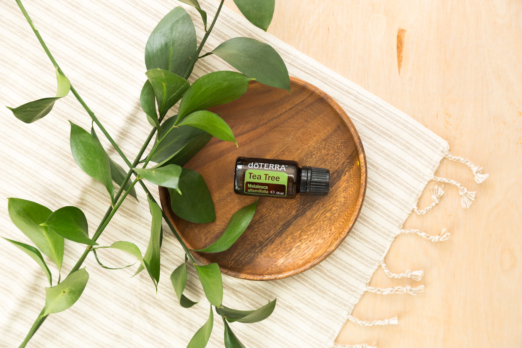 Tea Tree (Drzewko Herbaciane), Melaleuca alternifolia, 15 ml - obrazek 3