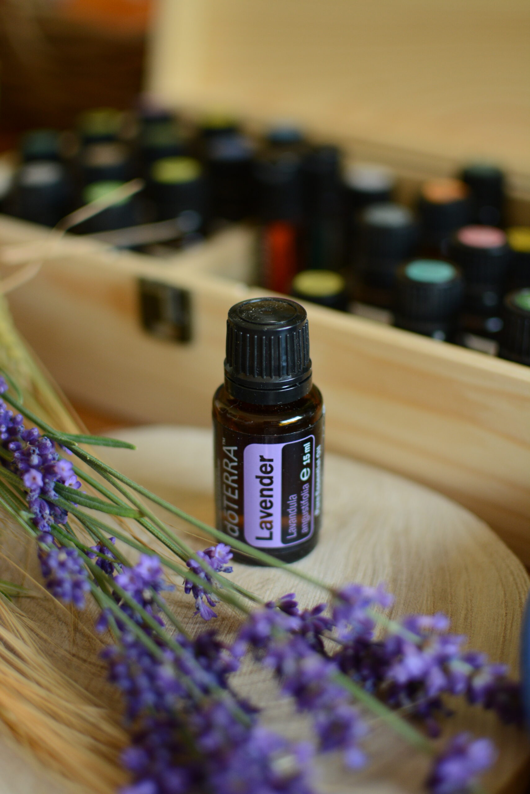 Lavender (Lawenda), Lavendula angustifolia, 15 ml - obrazek 4